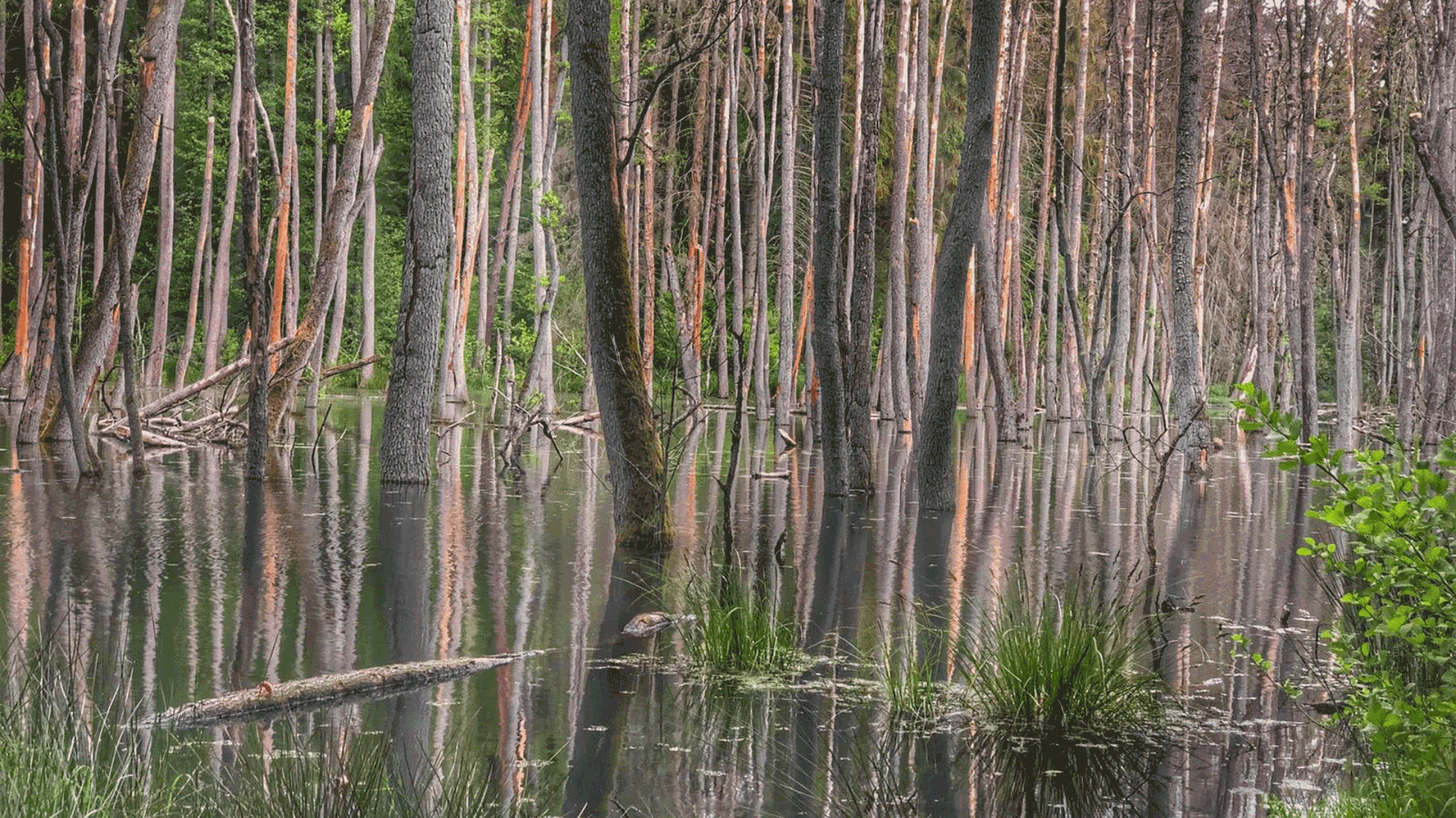 Berlin & Brandenburgs beste rs2 Briesetaler Steg