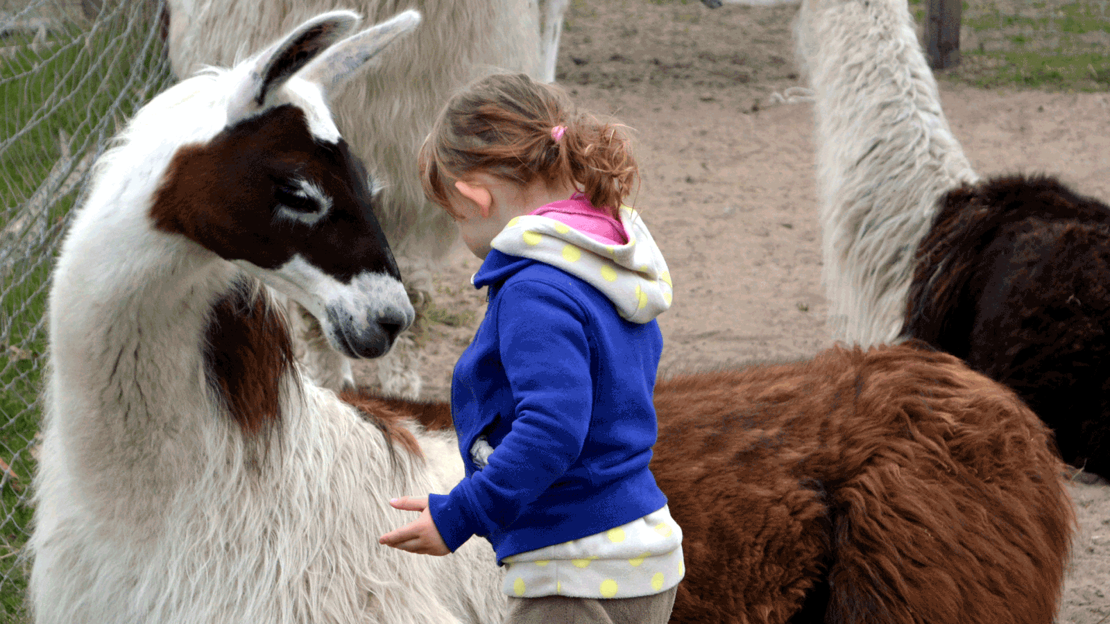 Berlin & Brandenburgs beste rs2 Märkischer Lamahof Mittenwalde
