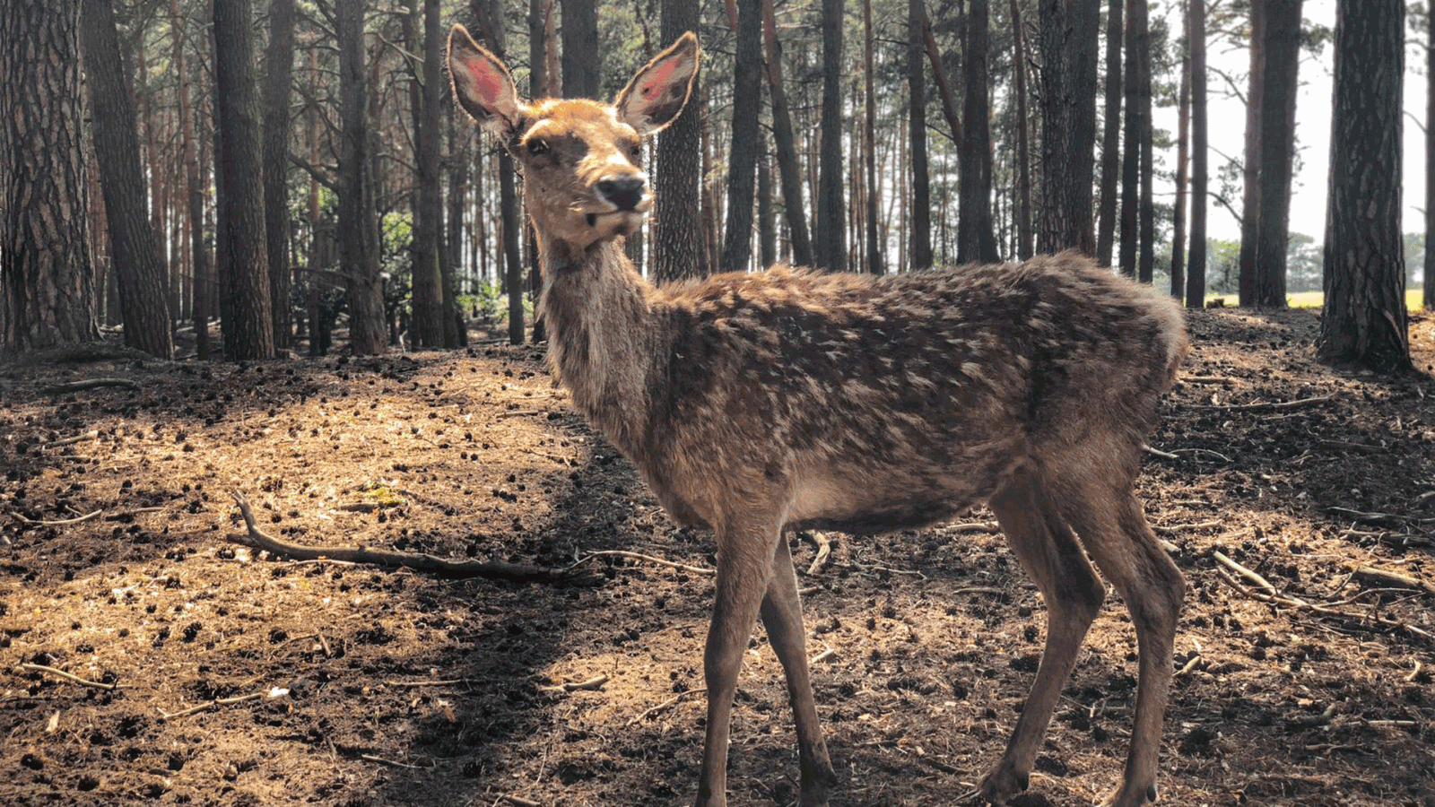 Berlins beste Sommerorte rs2 Wildpark Schorfheide