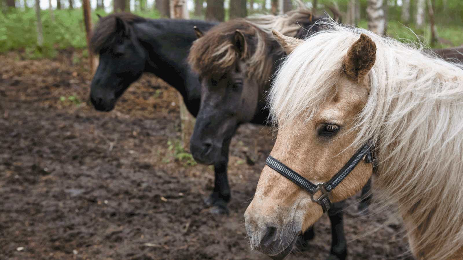 Berlin & Brandenburgs beste rs2 Ausreiten Hoppegarten