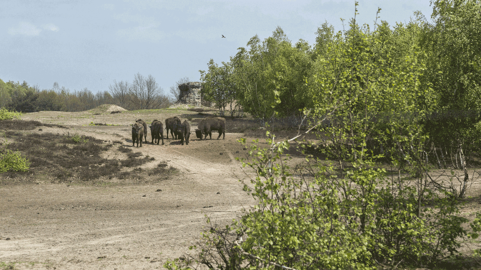 Berlin & brandenburgs beste rs2 