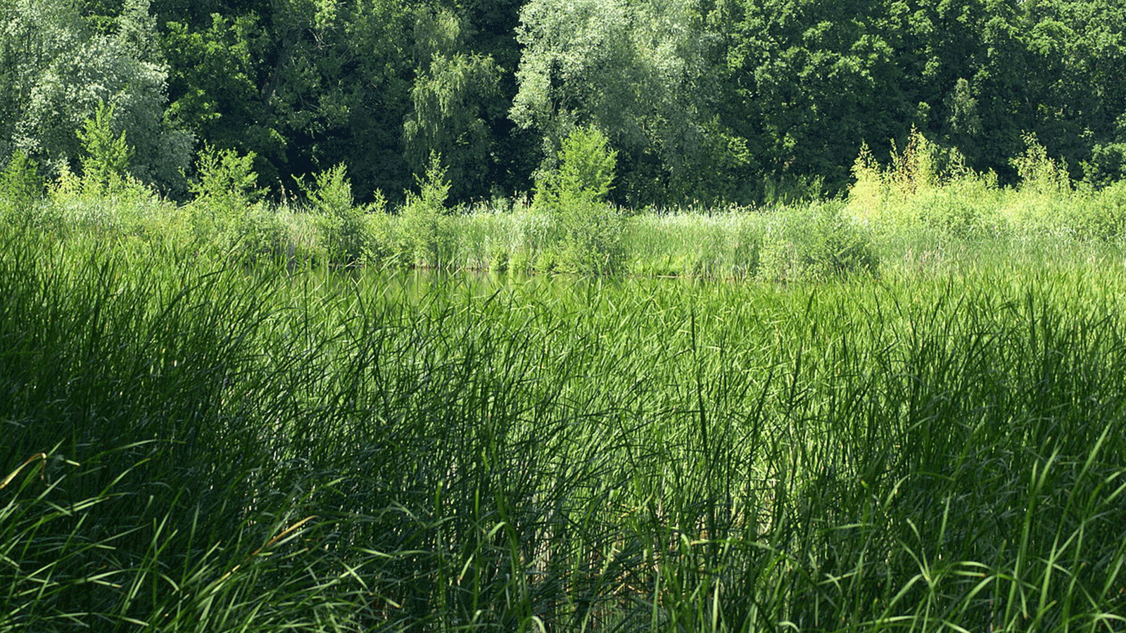 Berlin & Brandenburgs beste rs2 Fauler See