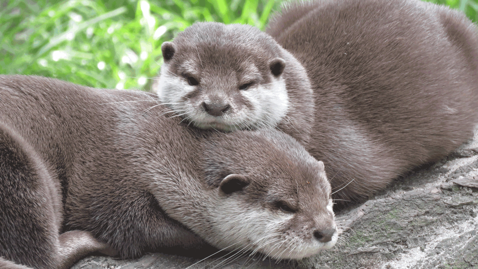 Berlin & BRandenburgs beste rs2 Heimattiergarten