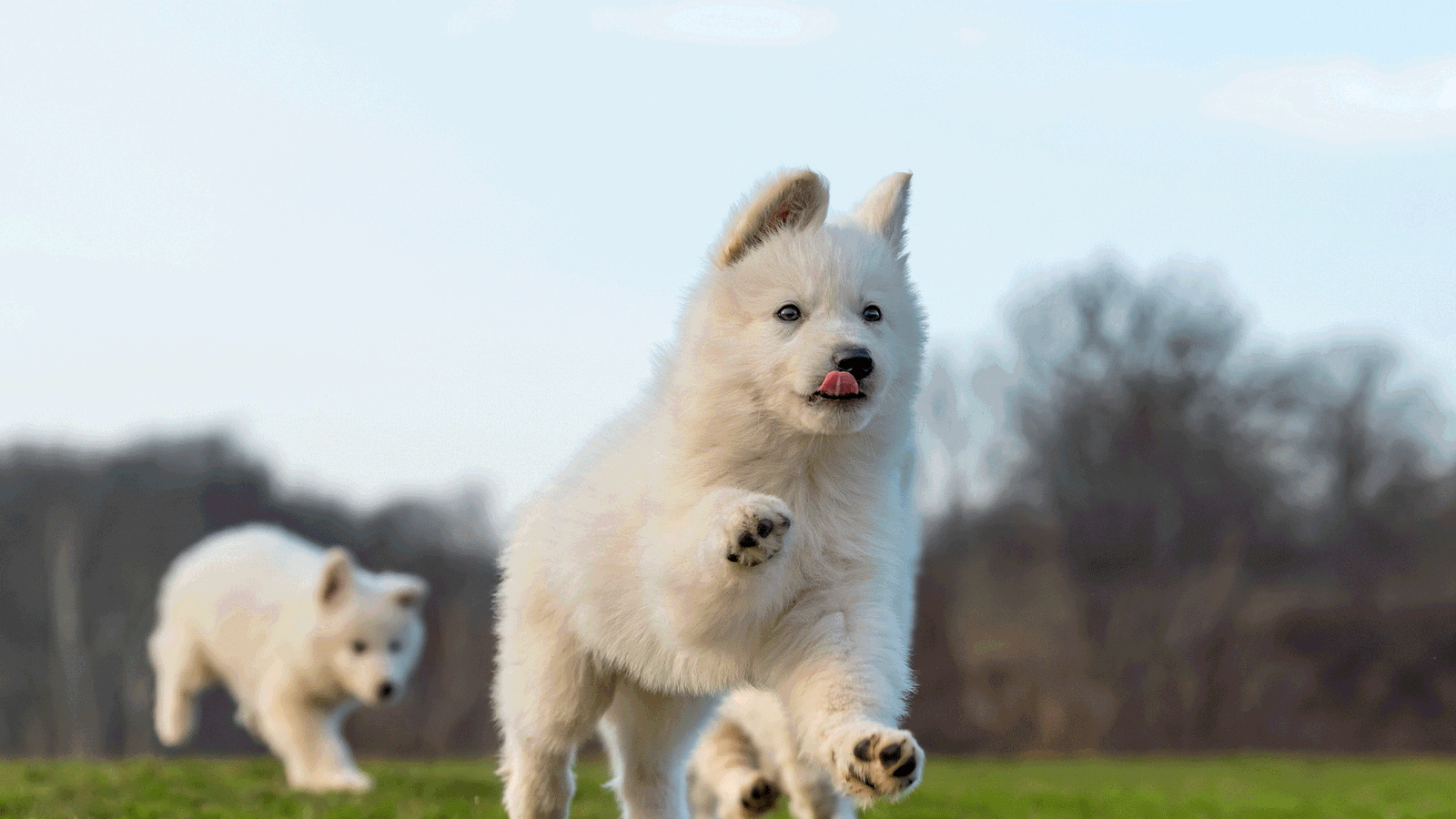 Hundeauslaufgebiet Pichelswerder in Spandau