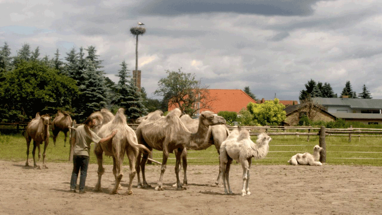 Berlin & brandenburgs beste rs2 Kamelhof