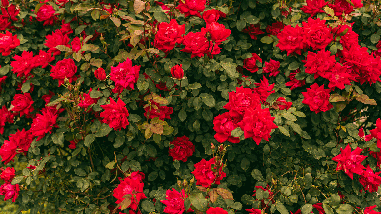 Berlin & Brandenburgs beste rs2 Rosengarten