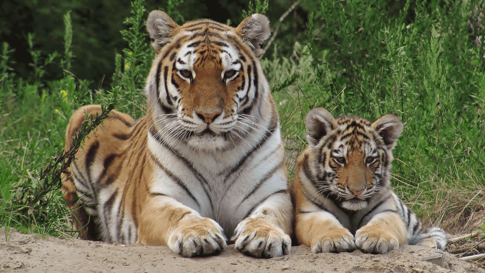 Berlin & BRandenburgs beste rs2 Zoo Eberswalde