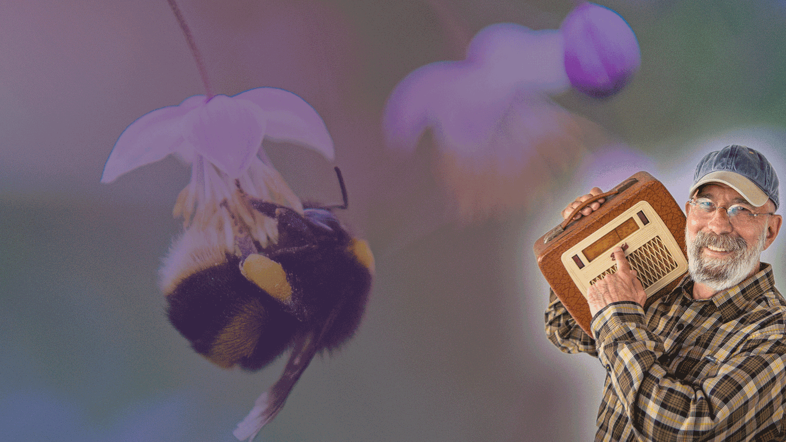 Unsere Hummeln brauchen Hilfe - Frag den alten Ami