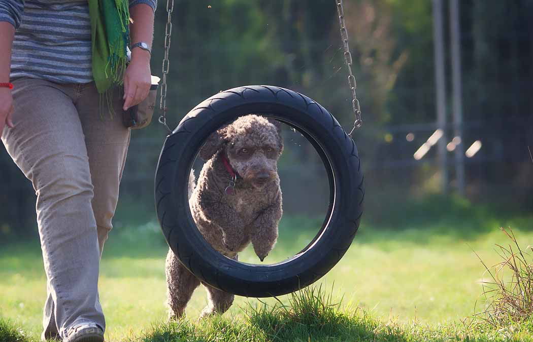 Hundeschule & Hundepension PRO-DOG, Blankenfelde