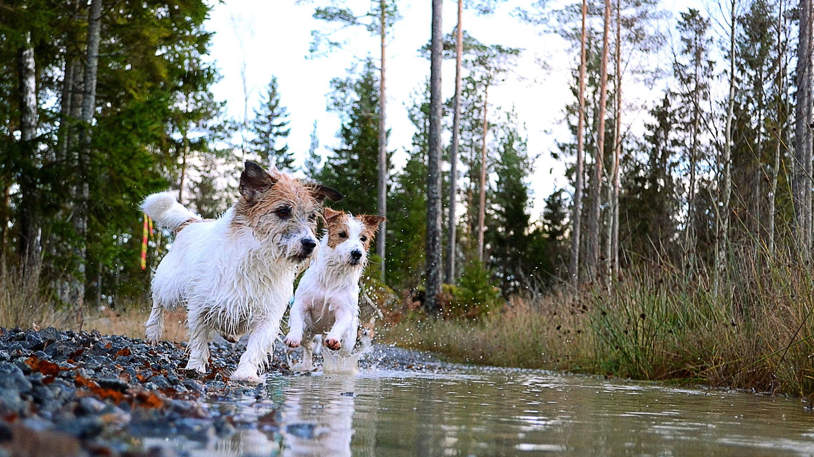 Berlin und Brandenburgs beste Orte im Herbst Hundebesitzer