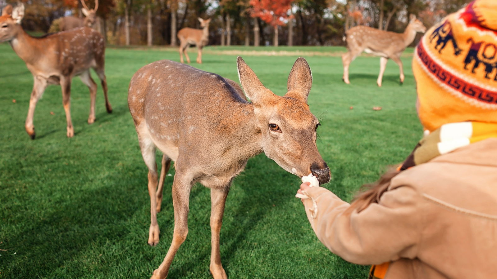 Herbstferien Tipps Ab ins Grüne
