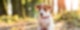 Hundewelpe
