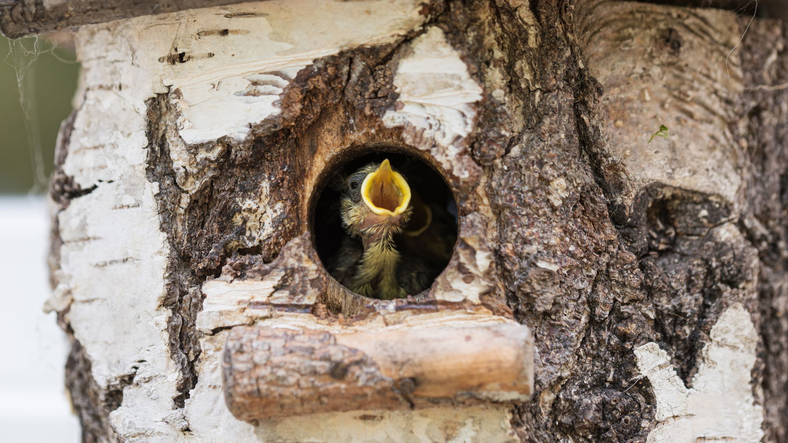 rs2-Finde-Vogel-erste-hilfe