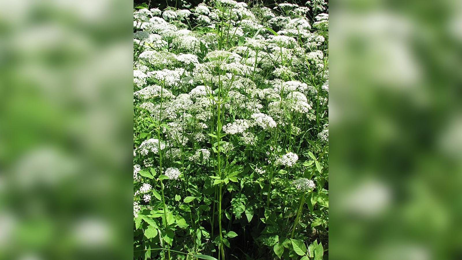 rs2-Kräuterkunde-Giersch