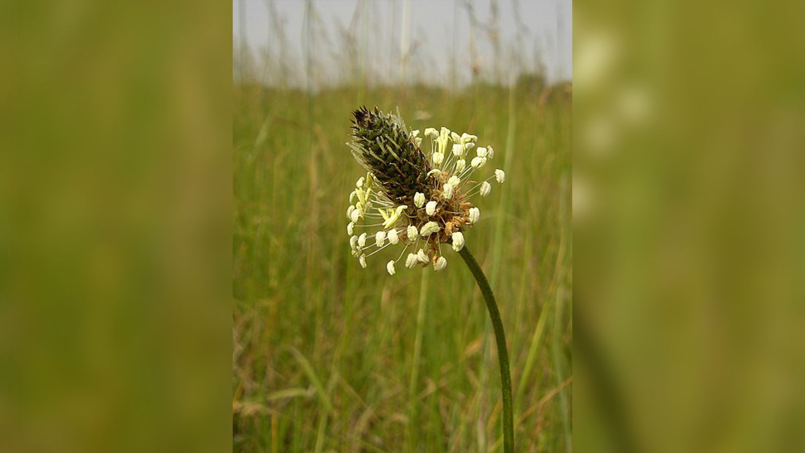 rs2-Kräuterkunde-Spitzwegerich