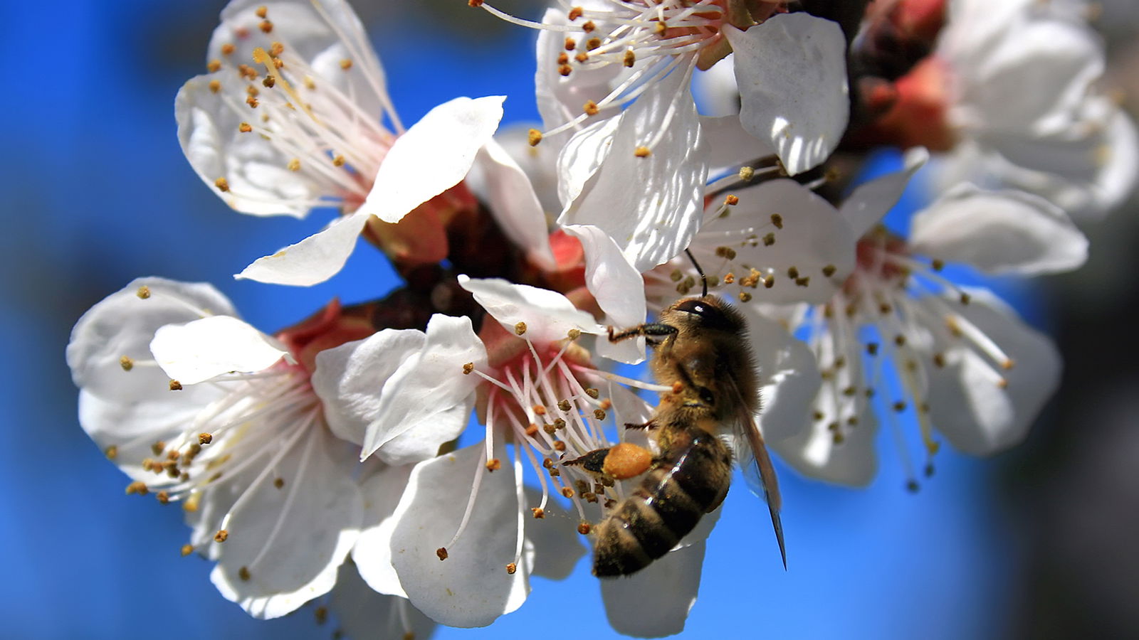 rs2 welt bienen tag