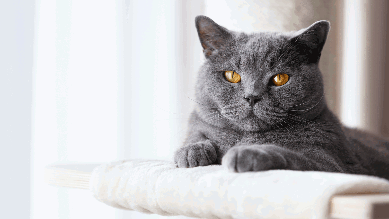 rs2 Service Katzen Quiz