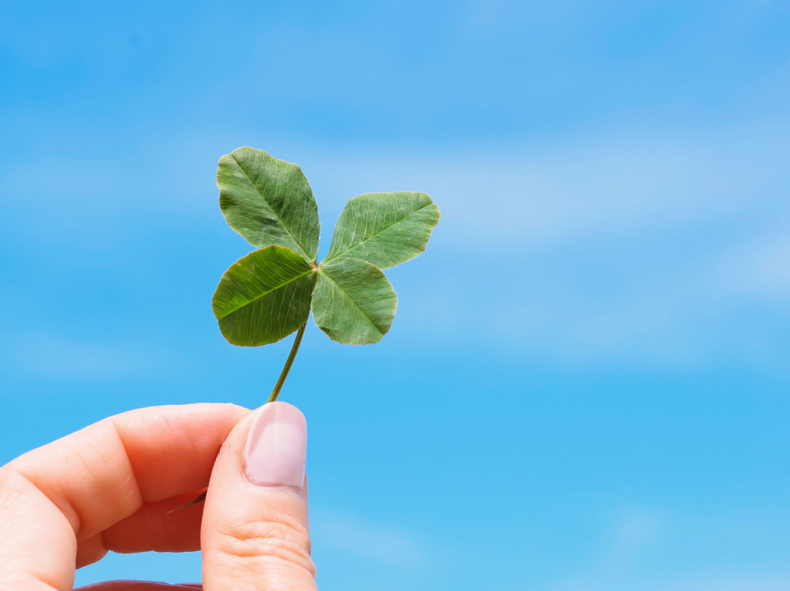 Kleeblatt bist du glücklich