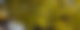rs2-artikel-bäume-gießen-header