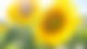 rs2-artikel-gießen-sonnenblumen