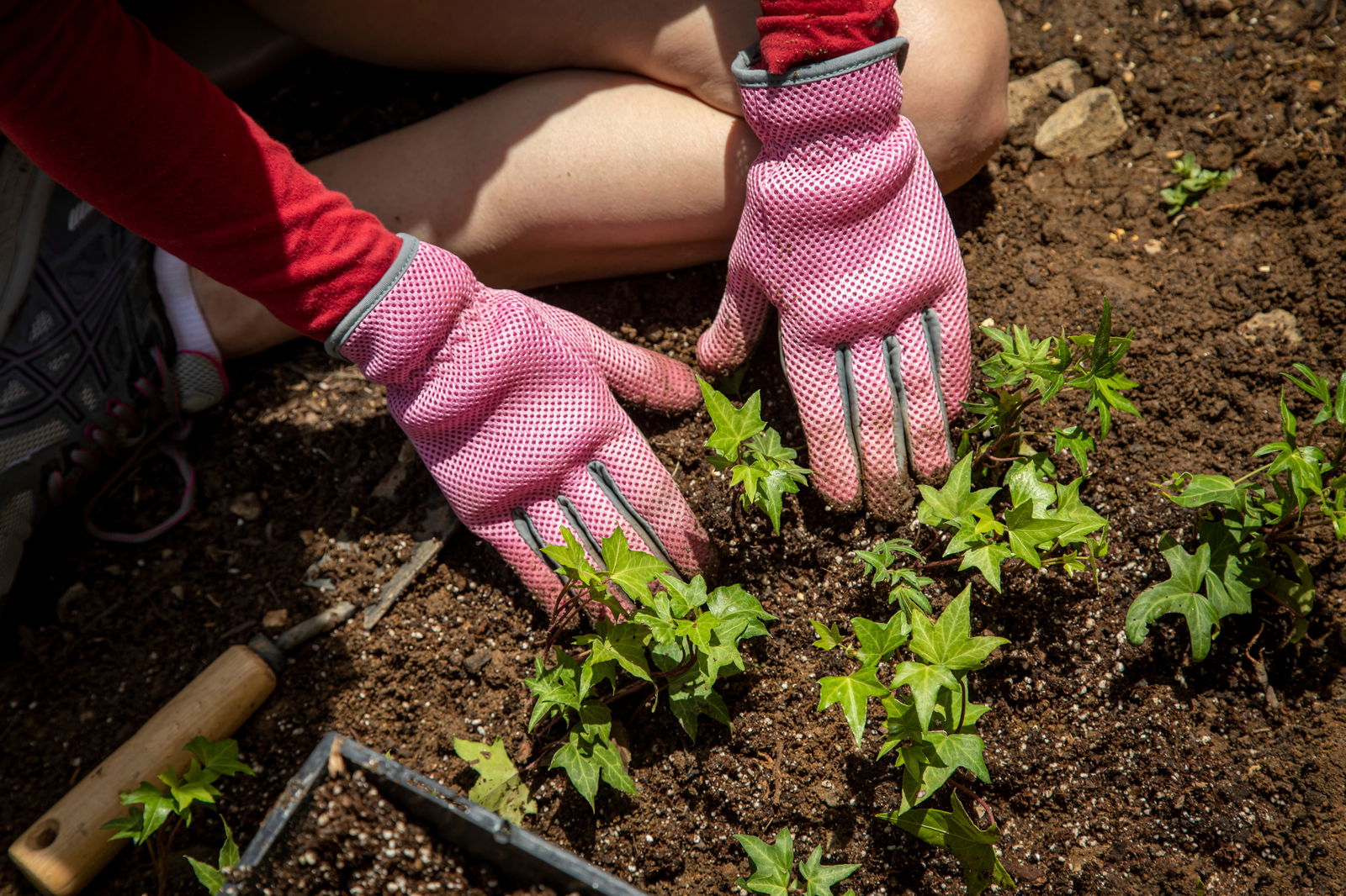 rs2-artikel-bienensterben-bienen-efeu
