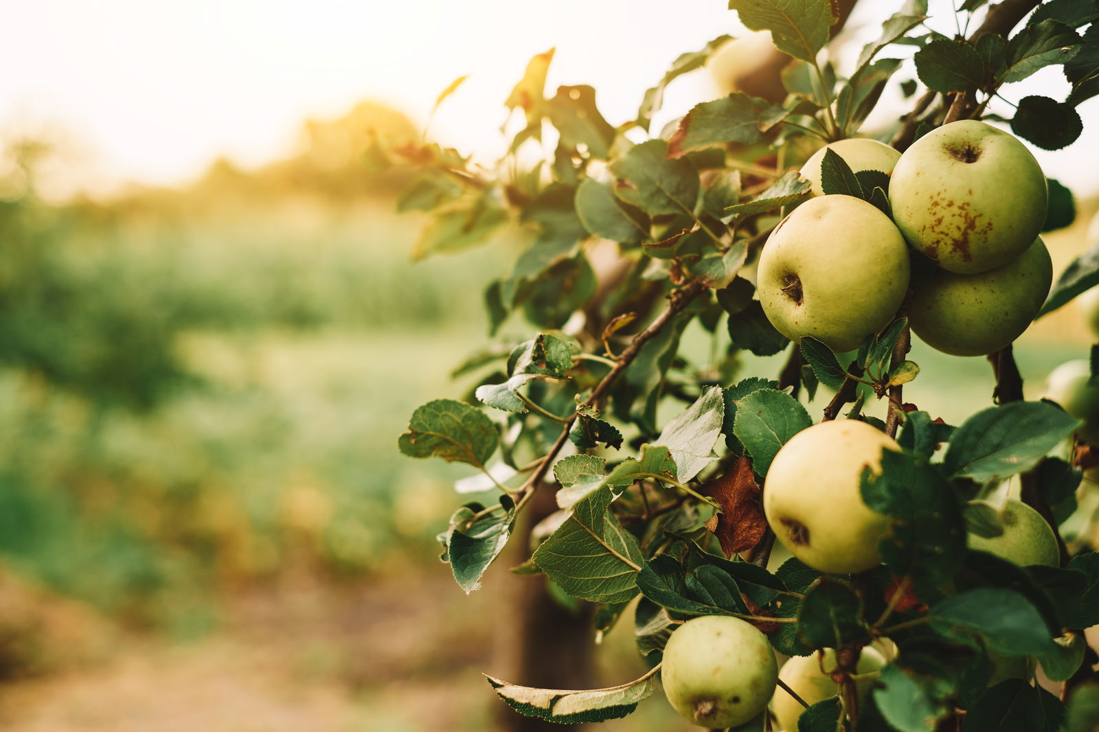 rs2-bienensterben-bienen-apfelbaum