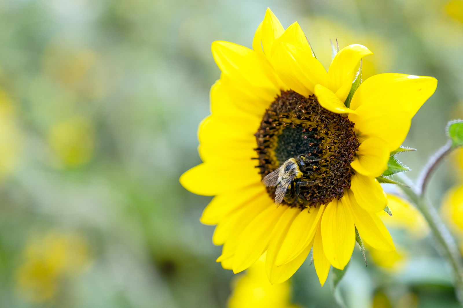 rs2-bienensterben-bienen-sonnenblume