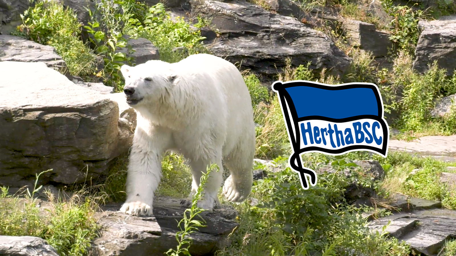 Hertha_tierpark_2022