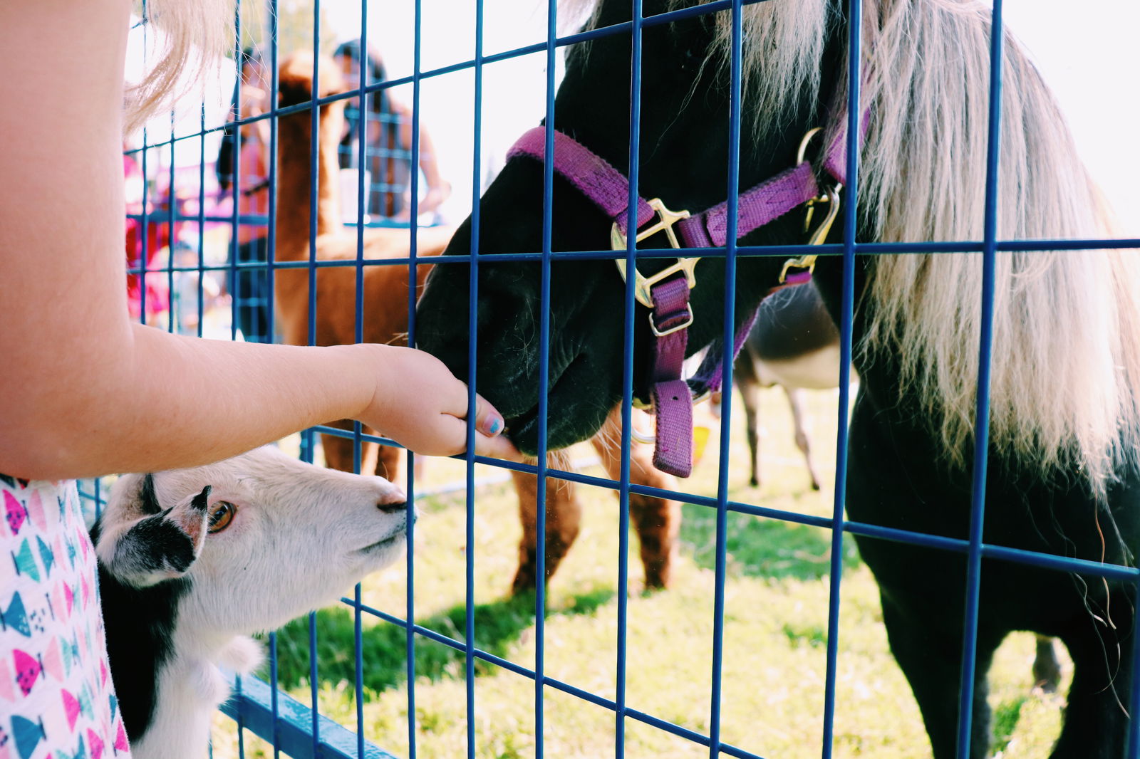 rs2-2022-sommerorte-tierfreunde-header