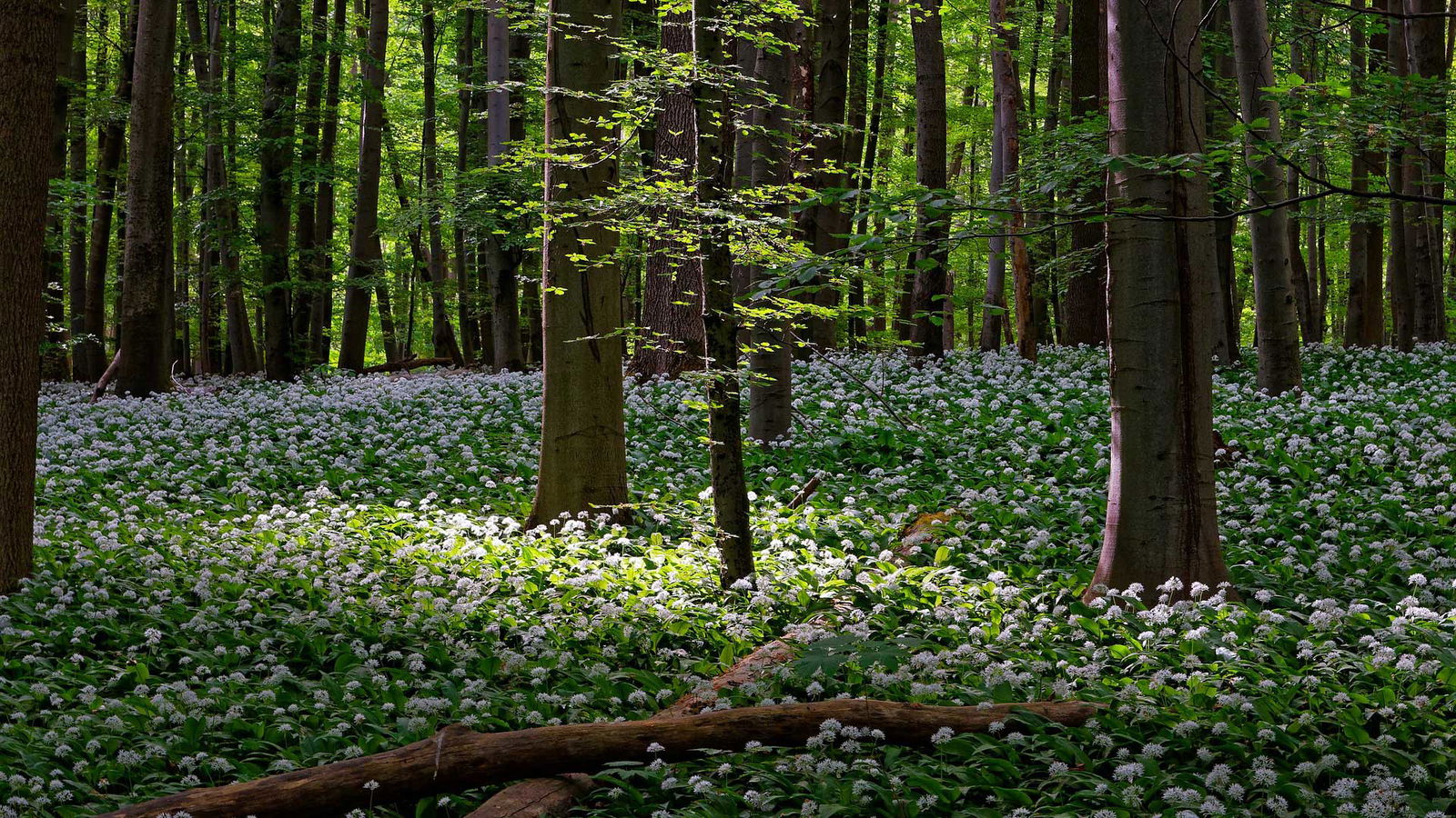 rs2-neues-aus-berlin-brandenburg-baerlauch
