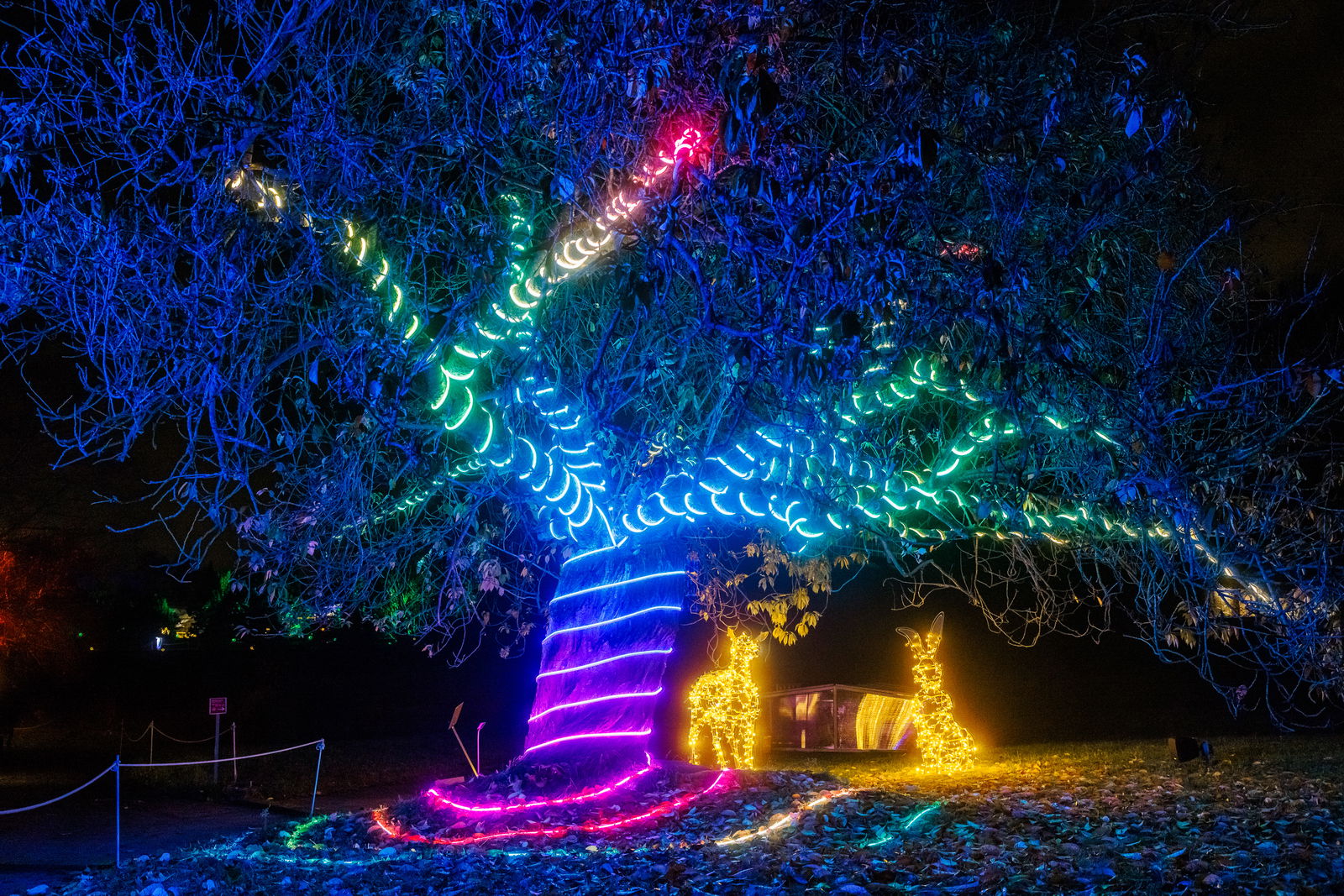 Christmas Garden 2024