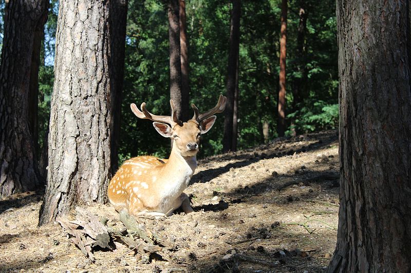 Europaischer Damhirsch im Wildpark Johannismuhle