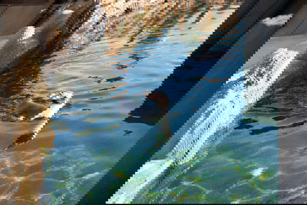 009 neues Becken entdeckt 2